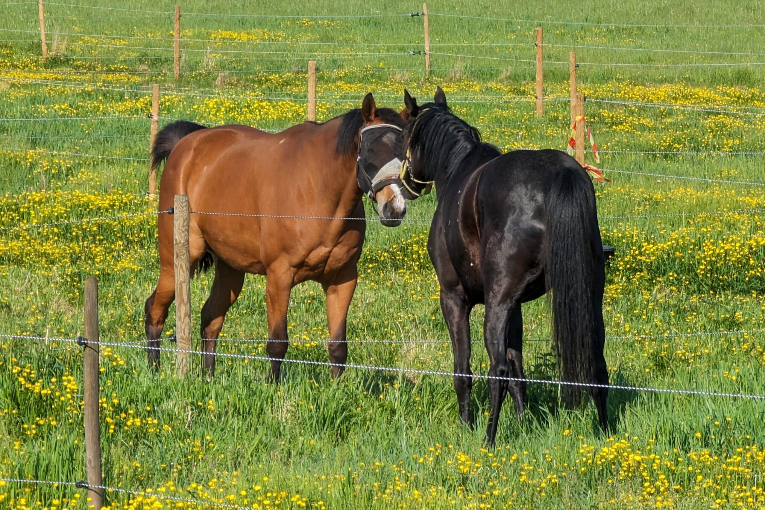 pxl 20240527 065311369