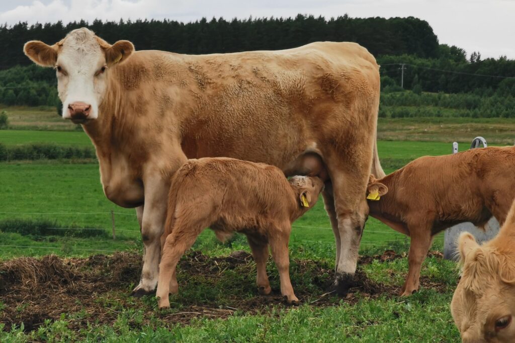 kossor kalv img 20220704 194601