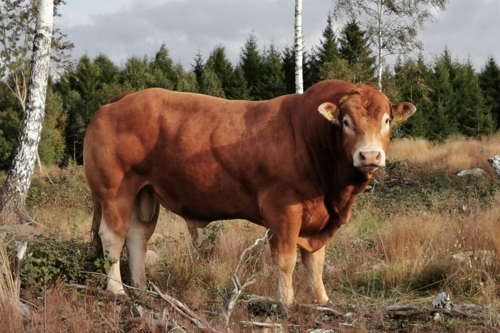 okavoderup img 20220928 163822